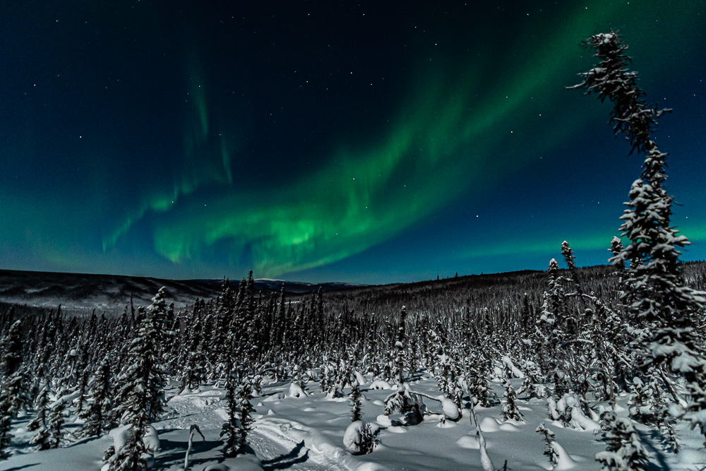aurora trees Alaska snow winter wonder land