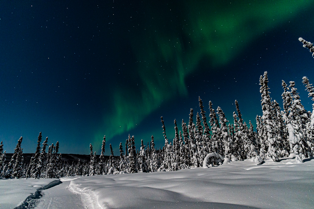 trees Alaska snow winter Northern lights